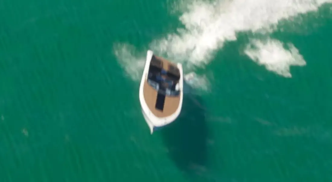 Shitzu Tropic, Sportboot in GTA 6