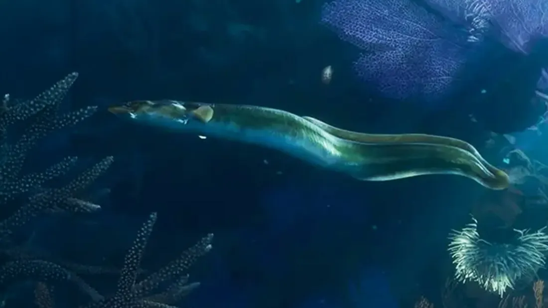 Amerikanischer Aal, American Eel in GTA 6