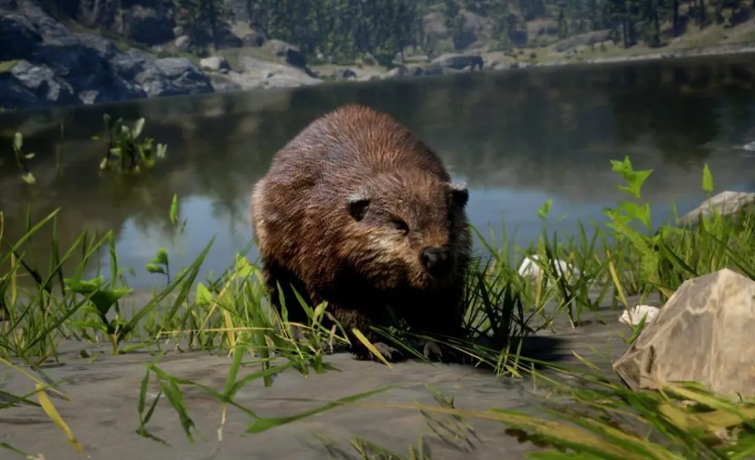 Biber, Beaver in GTA 6