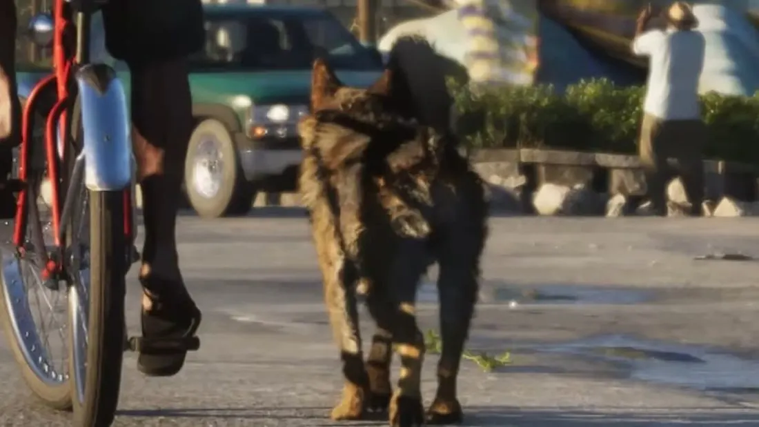 Deutscher Schäferhund, German Shepherd in GTA 6