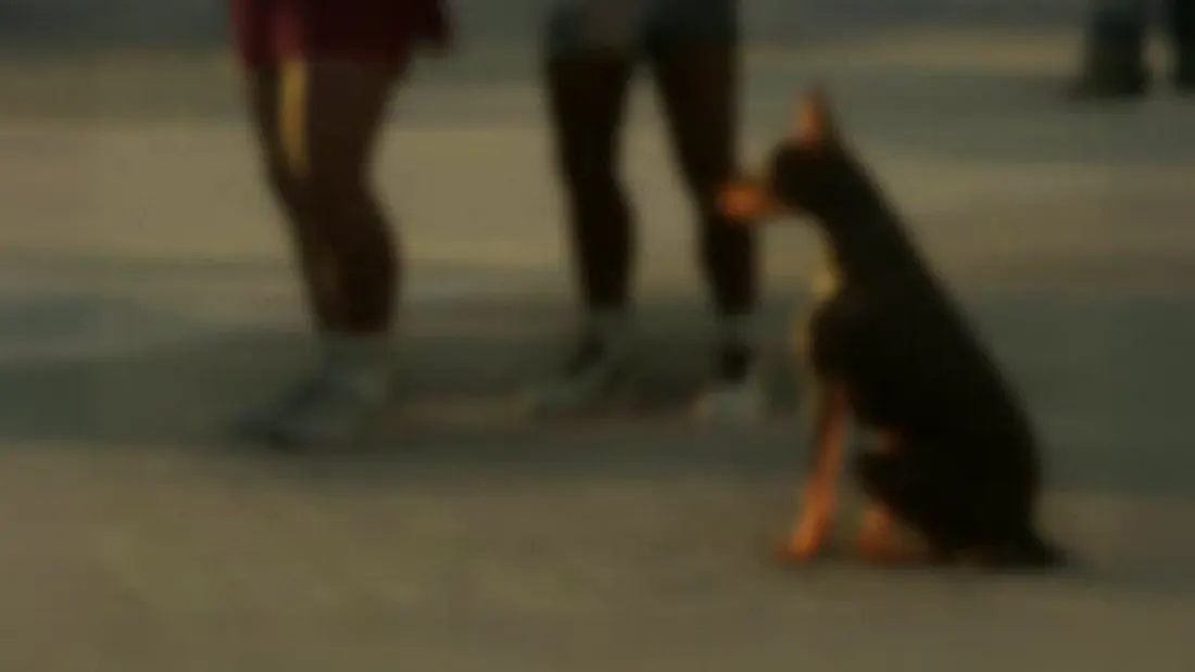 Dobermann, Doberman in GTA 6