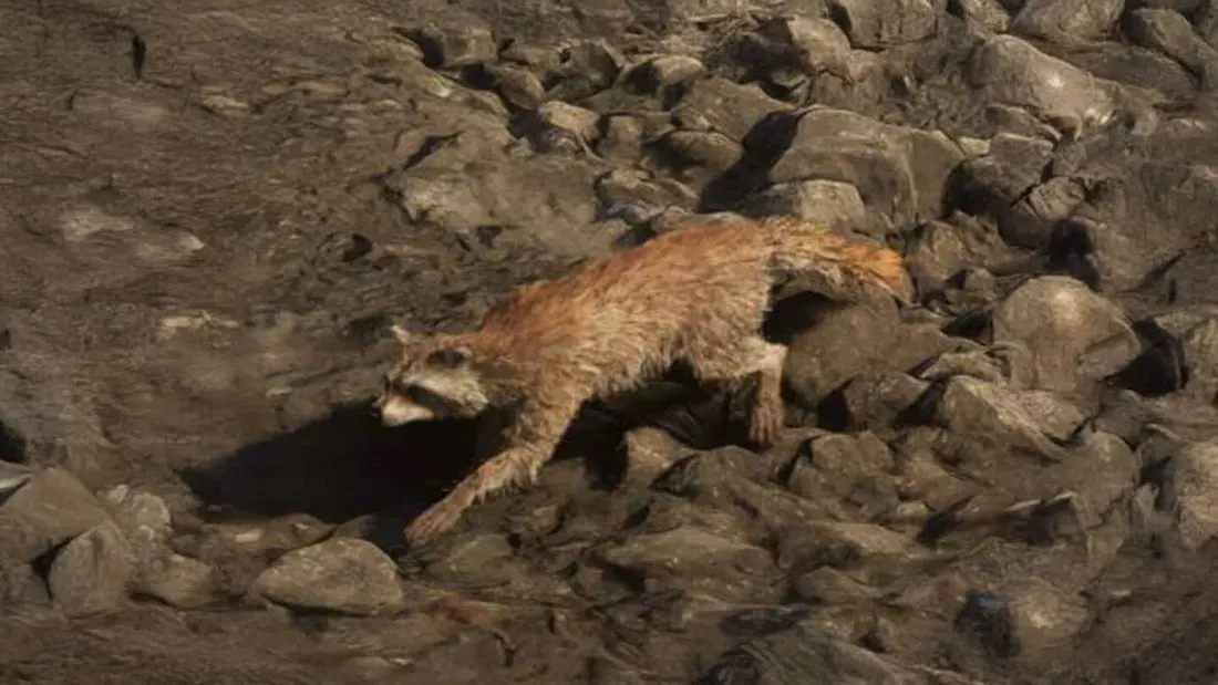 Waschbär, Raccoon in GTA 6