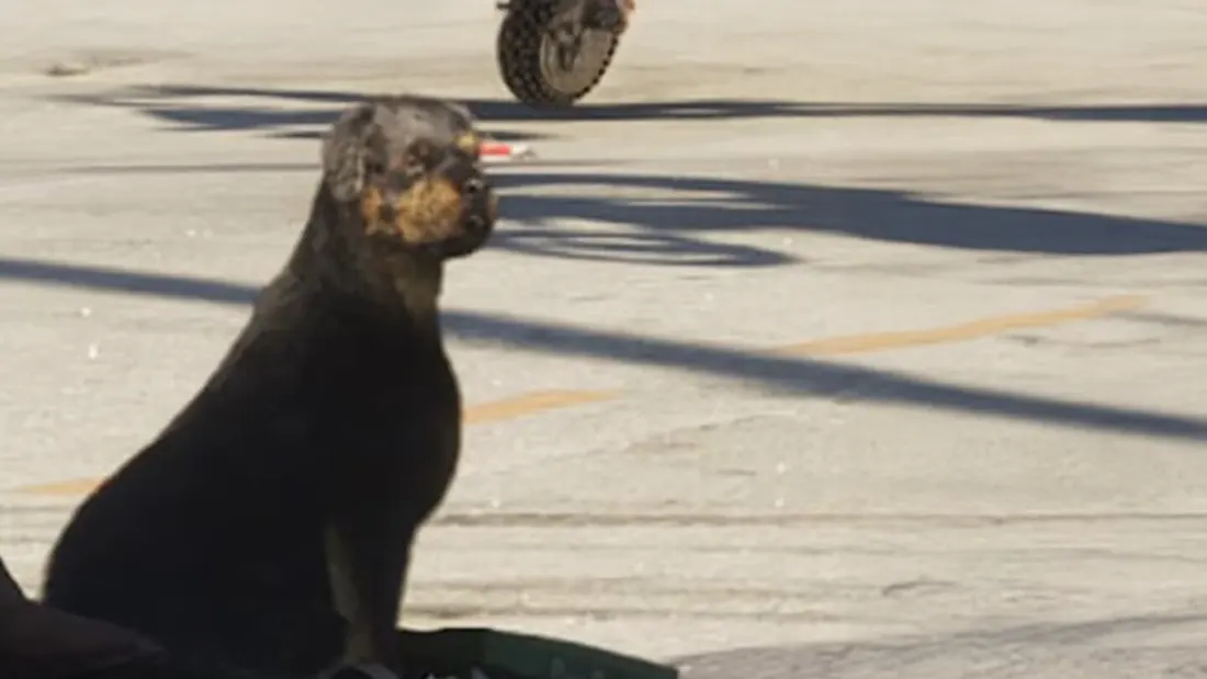 Rottweiler, Hund in GTA 6